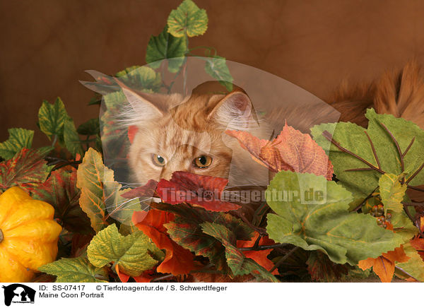 Maine Coon Portrait / Maine Coon Portrait / SS-07417