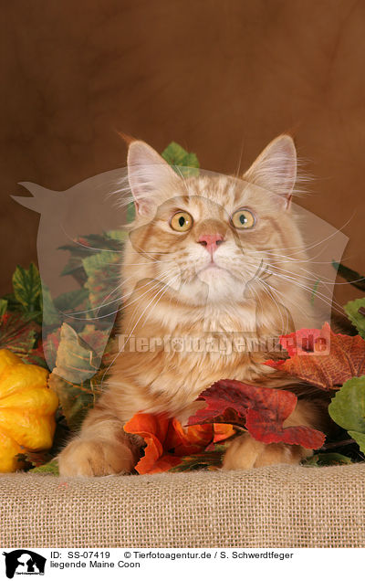 liegende Maine Coon / lying Maine Coon / SS-07419