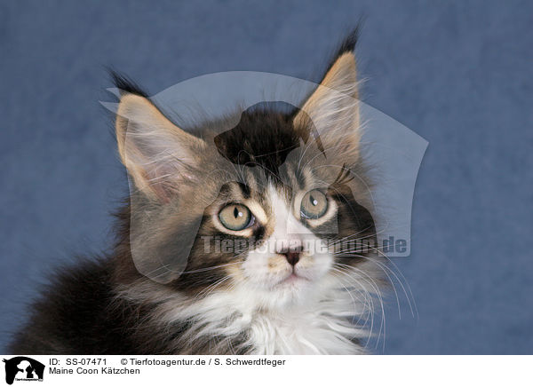 Maine Coon Ktzchen / Maine Coon Kitten / SS-07471