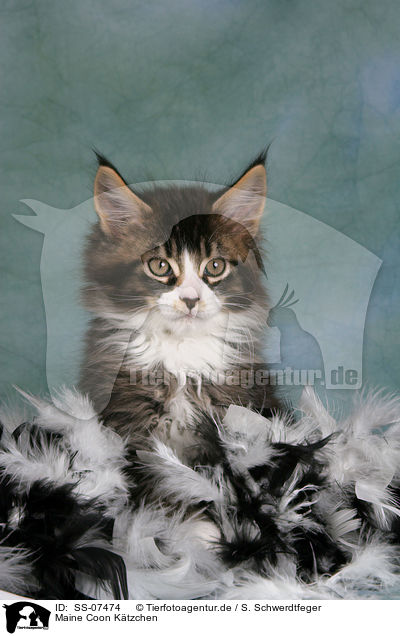 Maine Coon Ktzchen / Maine Coon Kitten / SS-07474