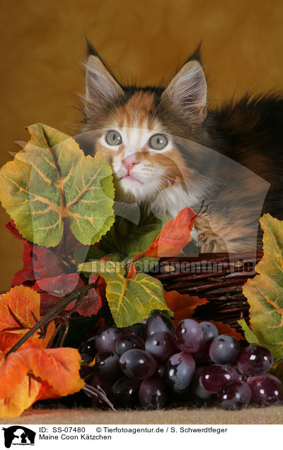 Maine Coon Ktzchen / Maine Coon Kitten / SS-07480