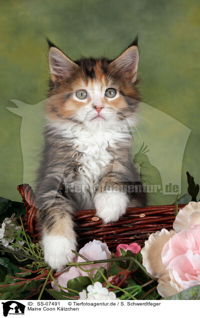 Maine Coon Ktzchen / Maine Coon Kitten / SS-07491