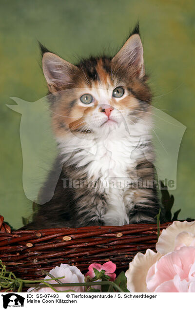 Maine Coon Ktzchen / Maine Coon Kitten / SS-07493