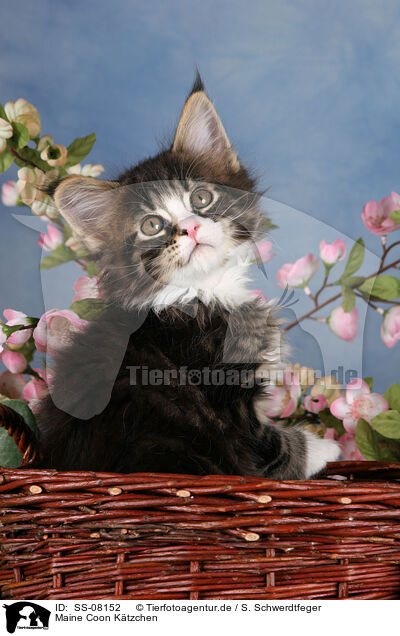 Maine Coon Ktzchen / Maine Coon kitten / SS-08152