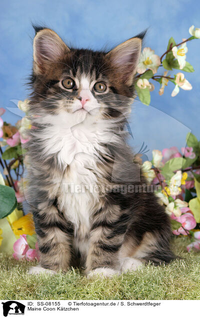 Maine Coon Ktzchen / Maine Coon kitten / SS-08155