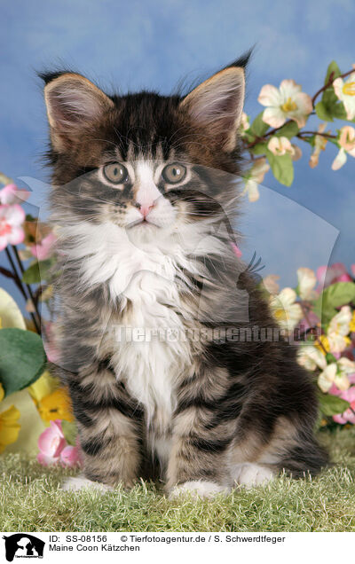 Maine Coon Ktzchen / SS-08156