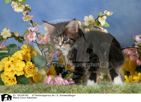 Maine Coon Ktzchen / Maine Coon kitten / SS-08160