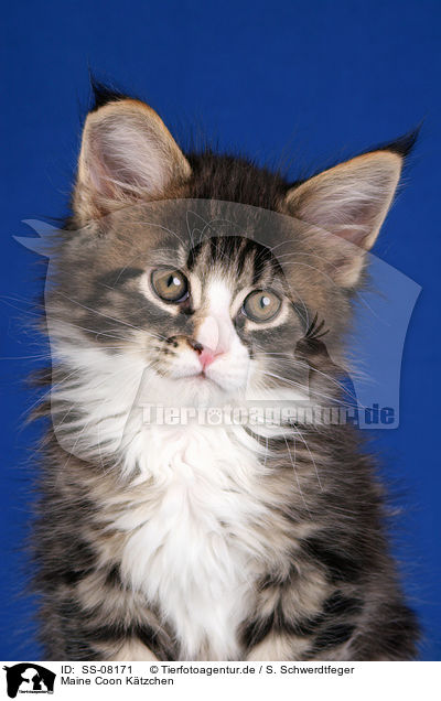 Maine Coon Ktzchen / Maine Coon kitten / SS-08171