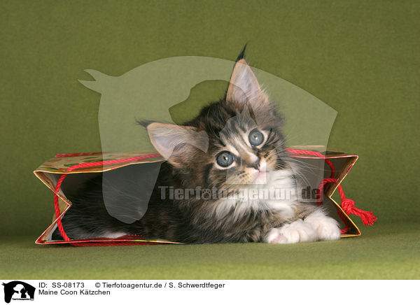 Maine Coon Ktzchen / Maine Coon kitten / SS-08173