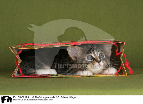 Maine Coon Ktzchen versteckt sich / hiding Maine Coon kitten / SS-08175