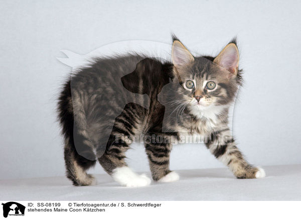stehendes Maine Coon Ktzchen / standing Maine Coon kitten / SS-08199
