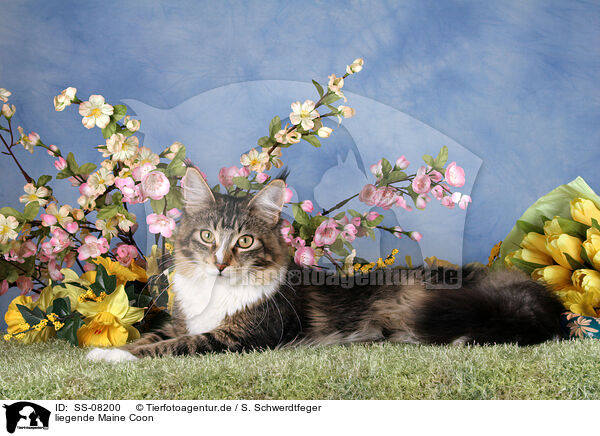 liegende Maine Coon / Maine Coon Portrait / SS-08200