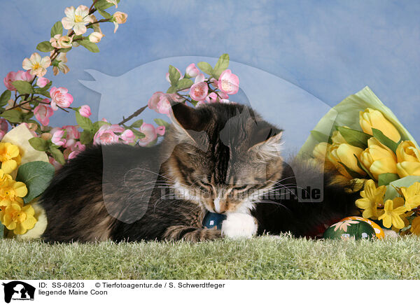 liegende Maine Coon / Maine Coon Portrait / SS-08203