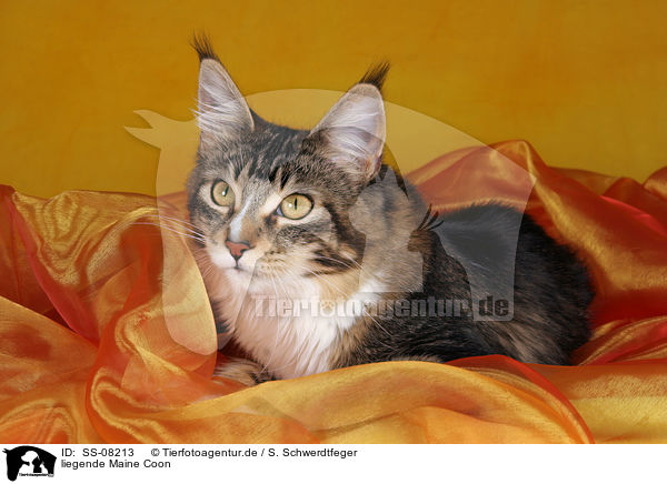 liegende Maine Coon / lying Maine Coon / SS-08213