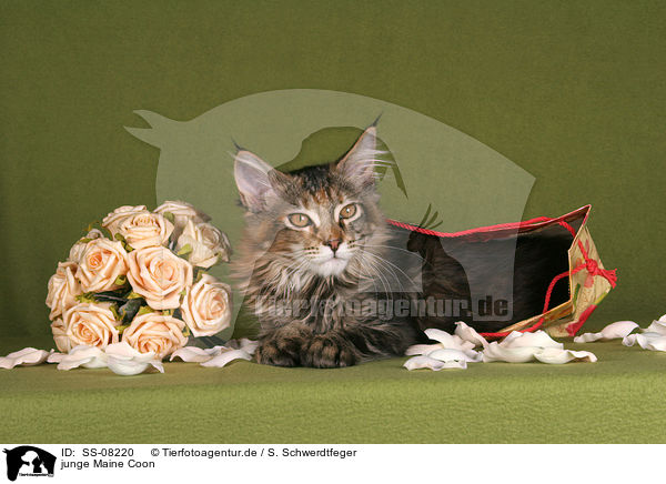 junge Maine Coon / young Maine Coon / SS-08220