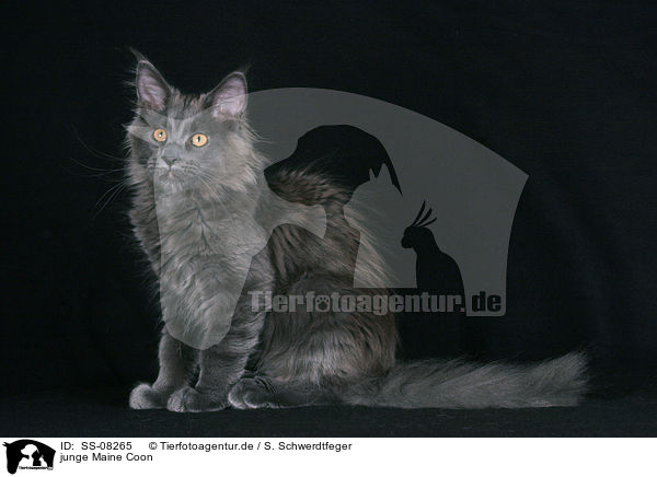 junge Maine Coon / young Maine Coon / SS-08265