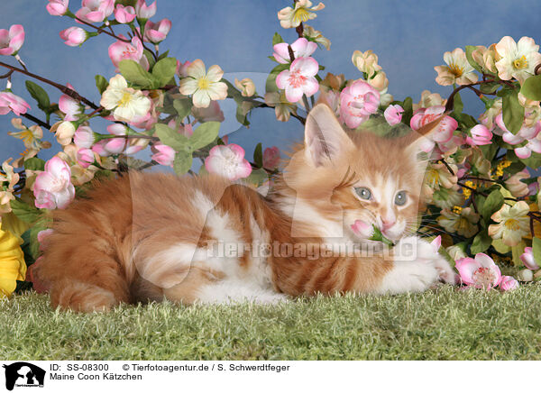 Maine Coon Ktzchen / Maine Coon Kitten / SS-08300