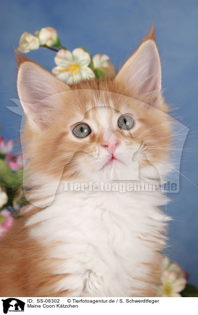 Maine Coon Ktzchen / Maine Coon Kitten / SS-08302