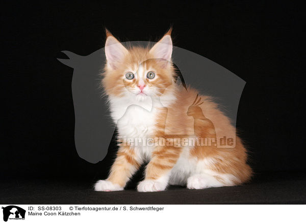 Maine Coon Ktzchen / Maine Coon Kitten / SS-08303