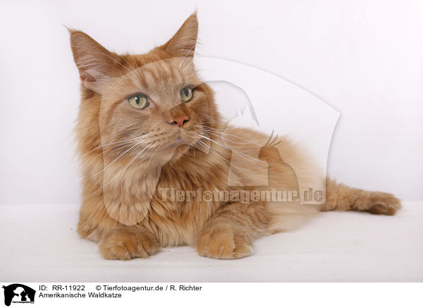 Amerikanische Waldkatze / American Forest Cat / RR-11922