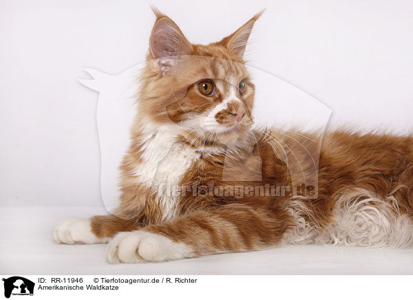 Amerikanische Waldkatze / American Forest Cat / RR-11946