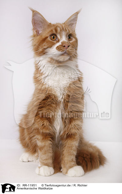 Amerikanische Waldkatze / American Forest Cat / RR-11951