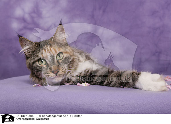 Amerikanische Waldkatze / American Forest Cat / RR-12008