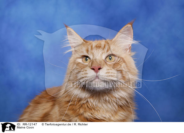 Maine Coon / Maine Coon / RR-12147