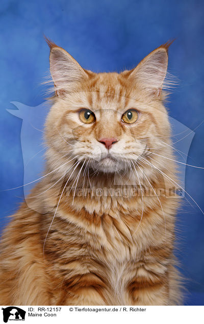 Maine Coon / Maine Coon / RR-12157