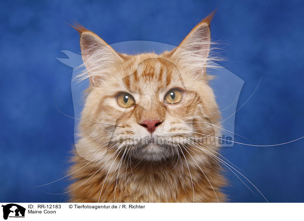 Maine Coon / Maine Coon / RR-12183