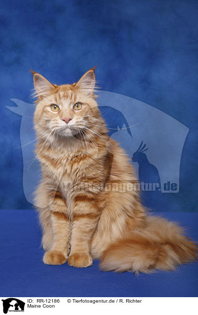 Maine Coon / Maine Coon / RR-12186