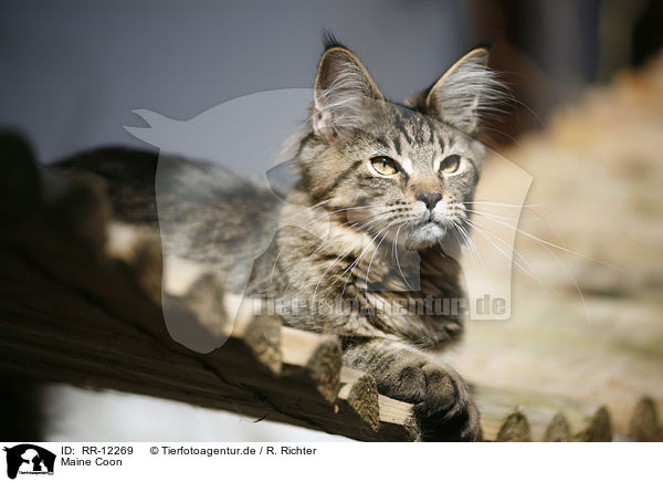 Maine Coon / Maine Coon / RR-12269