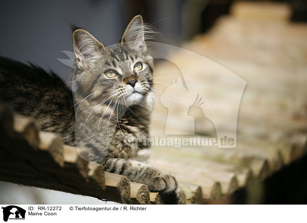 Maine Coon / Maine Coon / RR-12272