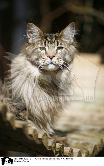 Maine Coon / Maine Coon / RR-12275