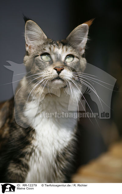 Maine Coon / Maine Coon / RR-12279
