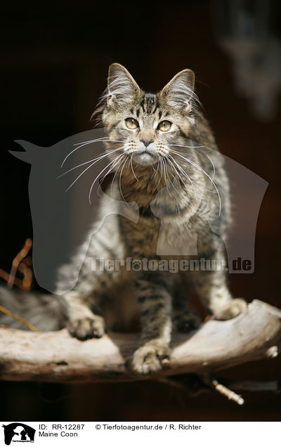 Maine Coon / Maine Coon / RR-12287