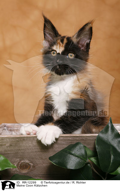 Maine Coon Ktzchen / Kitten / RR-12299