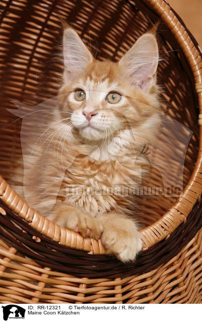Maine Coon Ktzchen / Kitten / RR-12321