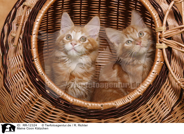 Maine Coon Ktzchen / Kitten / RR-12324