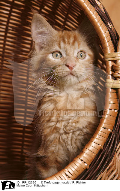 Maine Coon Ktzchen / Kitten / RR-12326