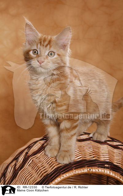 Maine Coon Ktzchen / Kitten / RR-12330