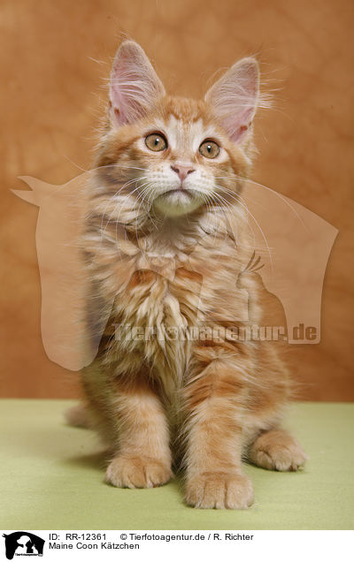 Maine Coon Ktzchen / Kitten / RR-12361