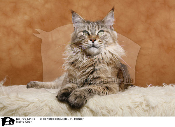 Maine Coon / Maine Coon / RR-12418