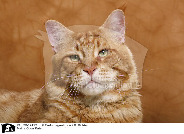 Maine Coon Kater / tomcat / RR-12422