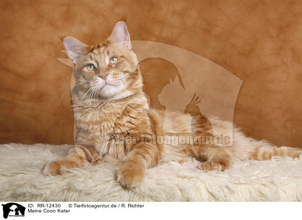 Maine Coon Kater / tomcat / RR-12430