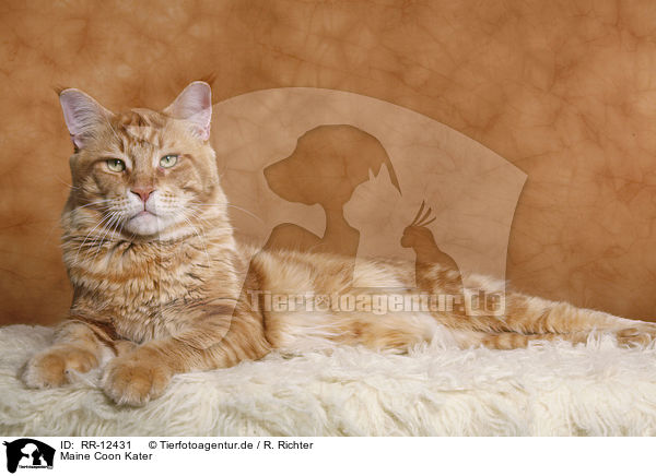 Maine Coon Kater / tomcat / RR-12431