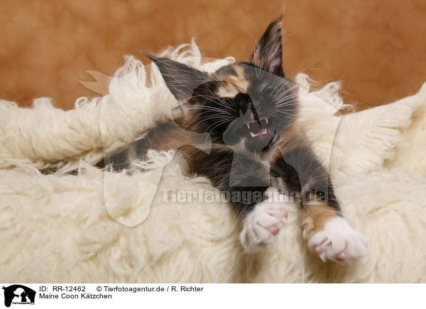Maine Coon Ktzchen / Maine Coon Kitten / RR-12462