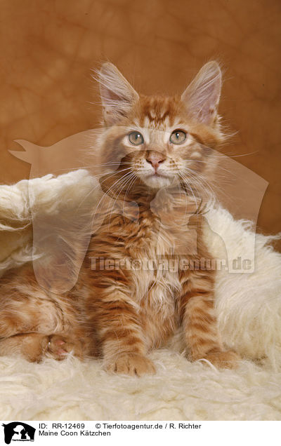 Maine Coon Ktzchen / Maine Coon Kitten / RR-12469