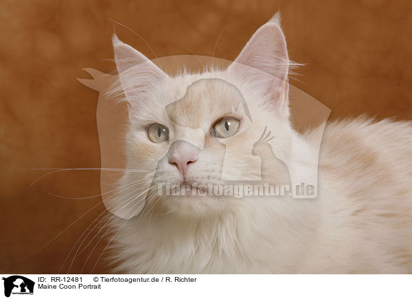 Maine Coon Portrait / Maine Coon Portrait / RR-12481