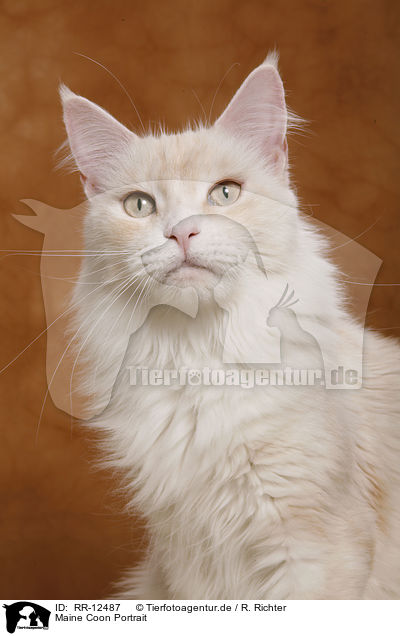 Maine Coon Portrait / Maine Coon Portrait / RR-12487